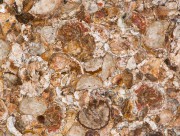 AFRICAN PETRIFIED 